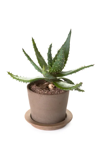 Plante d'aloe vera en pot — Photo