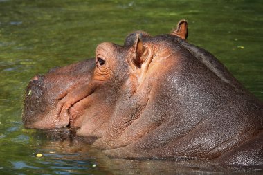 su aygırı (su aygırı amphibius)