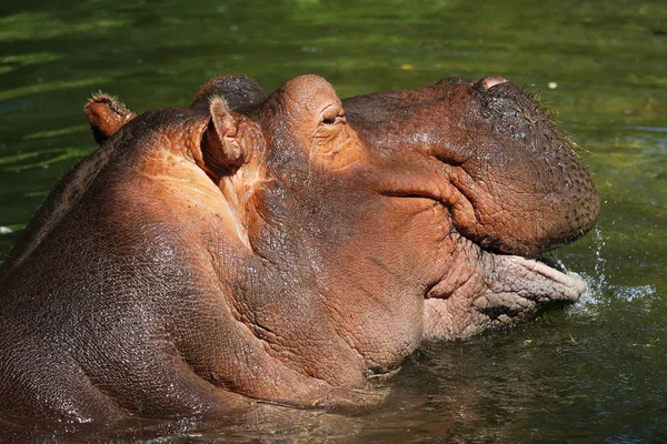 Ippopotamo (Hippopotamus amphibius ) — Foto Stock