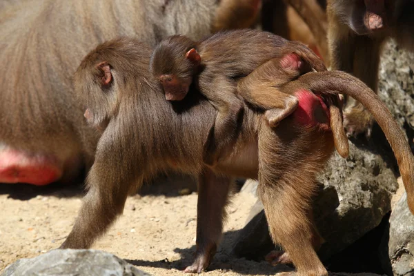 Jóvenes hamadryas babuino (Papio hamadryas ) — Foto de Stock