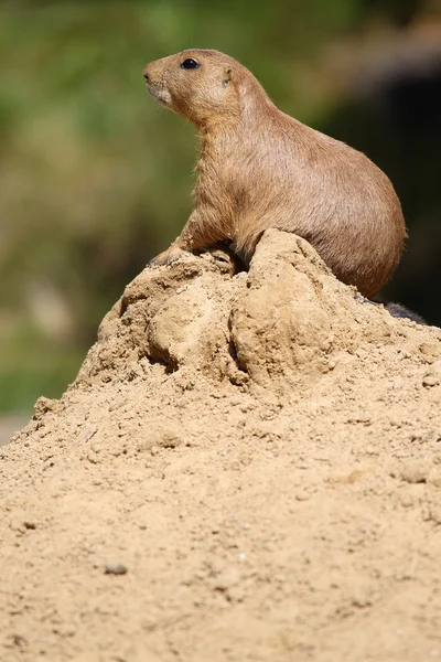 Mignon petit chien de prairie en posture caractéristique — Photo