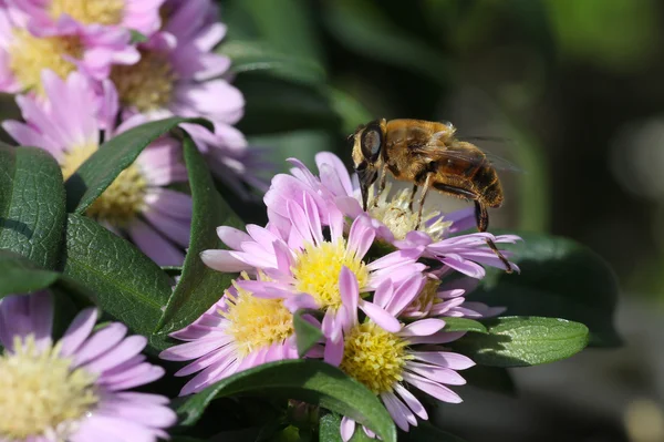 Годівля бджіл — стокове фото