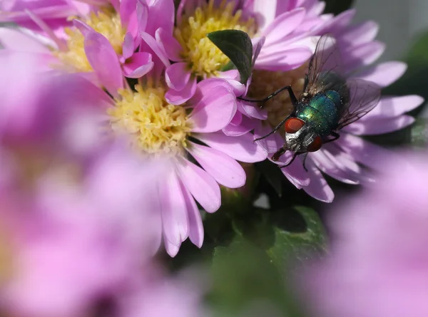 stock image Green bottle fly ( Phaenicia sericata)