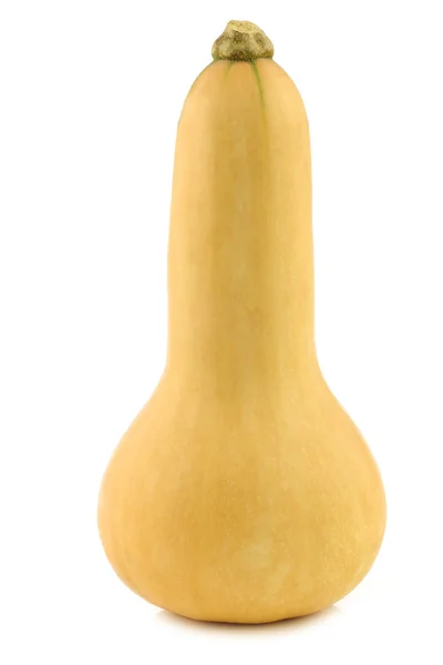 Bottle shaped butternut pumpkin — Stock Photo, Image
