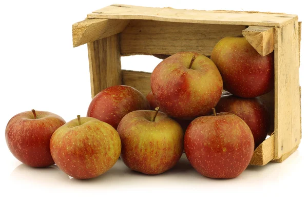 Manzanas holandesas tradicionales llamadas "goudrenet " —  Fotos de Stock