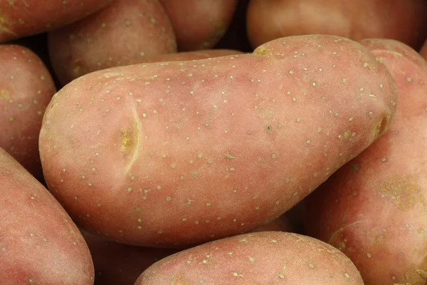 Batatas vermelhas pequenas — Fotografia de Stock