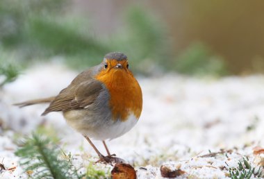 Robin (Erithacus rubecula)