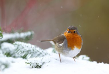 Robin (Erithacus rubecula)
