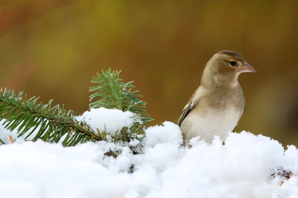 Ζαγκέτα (Fringilla coelebs)) — Φωτογραφία Αρχείου