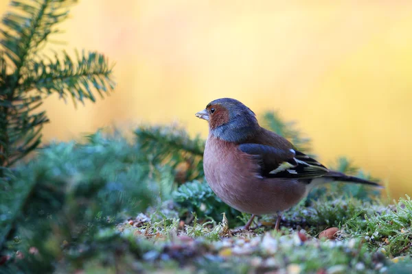 Chaffinch (котушки Фріллі ) — стокове фото