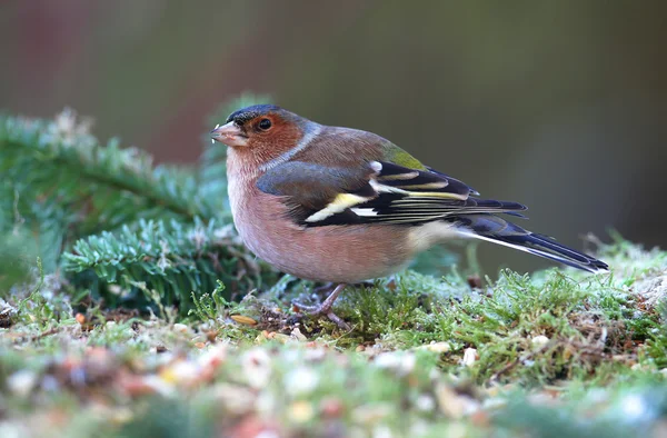 Чаффинч (Fringilla coelebs) ) — стоковое фото