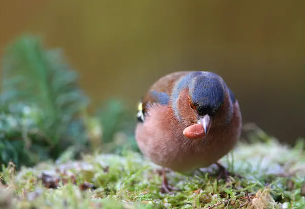 Chaffinch (Coelhas de fringila ) — Fotografia de Stock