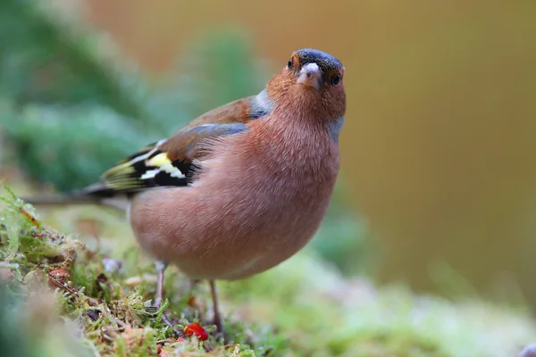 Buchfink (fringilla coelebs) beim Füttern — Stockfoto