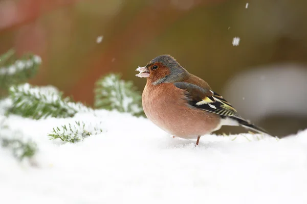 Шовкопряд (Fringilla coelebes) годування — стокове фото