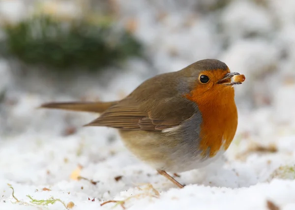 Robin (Erithacus rubecula) — Fotografia de Stock