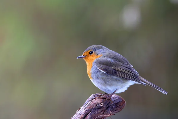 Робін (Erithacus rubecula ) — стокове фото