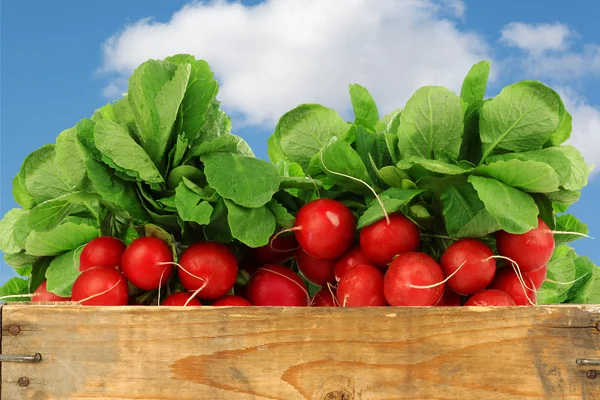 Bunch of fresh radishes in a wooden crate — Stock Photo, Image