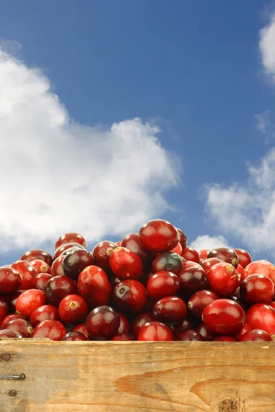 Frische Preiselbeeren in einer Holzkiste — Stockfoto