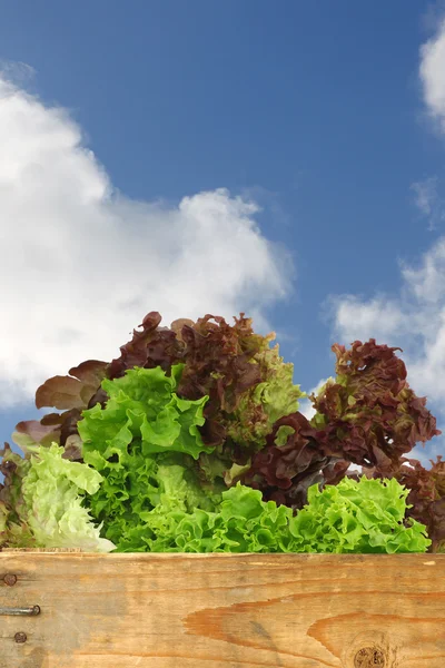 Assorted lettuce in a wooden crate — Stock Photo, Image