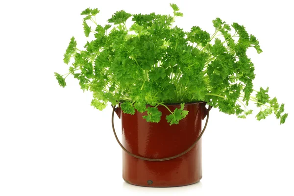 Fresh parsley in an enamel cooking pot — Stock Photo, Image