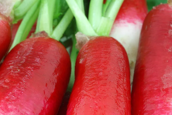 Rábanos rojos y blancos —  Fotos de Stock