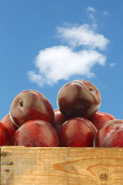 Prunes rouges fraîches dans une caisse en bois — Photo