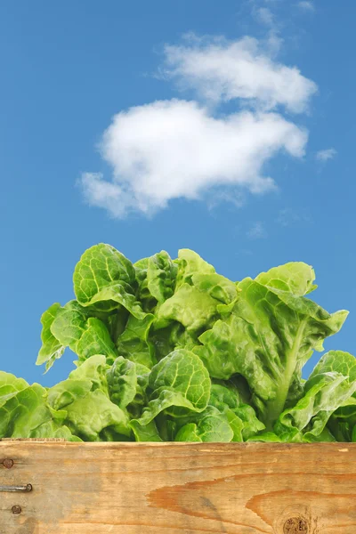 Frisch geernteter Salat in einer Holzkiste — Stockfoto