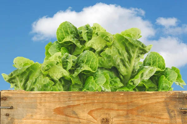 Frisch geernteter Salat in einer Holzkiste — Stockfoto