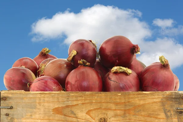 Rote Zwiebeln in einer Holzkiste — Stockfoto