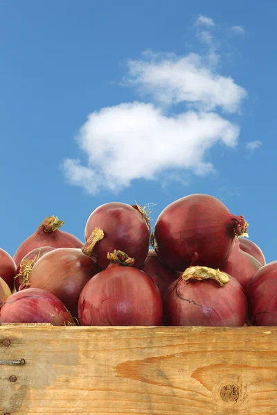 Rote Zwiebeln in einer Holzkiste — Stockfoto