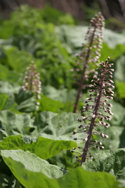 Butterbur berbunga — Stok Foto