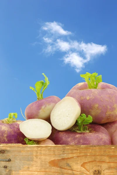 Freshly harvested spring turnips (Brassica rapa) in a wooden crate — Stock Photo, Image