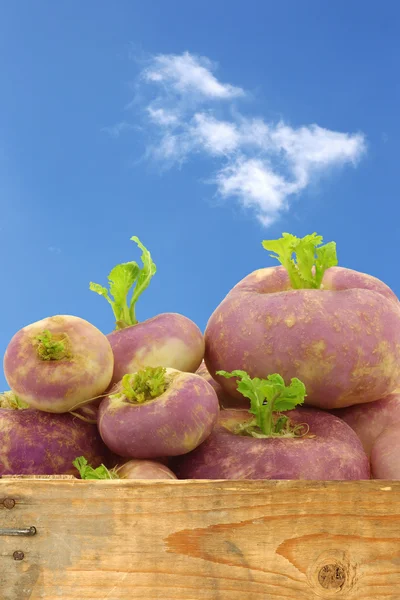 Freshly harvested spring turnips (Brassica rapa) in a wooden crate — Stock Photo, Image