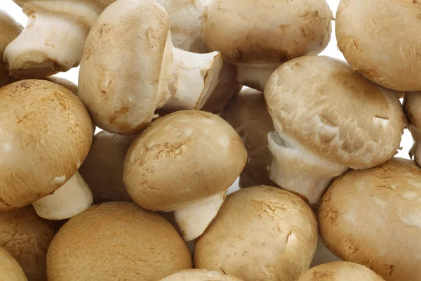 Fresh champignon mushrooms — Stock Photo, Image