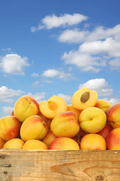 Verse kleurrijke abrikozen en een verlaging van één in een houten krat — Stockfoto