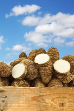 Taze taro kök (colocasia) ve bazı dilimler kesip