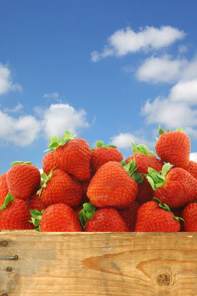 Bündel frischer Erdbeeren in einer Holzkiste — Stockfoto