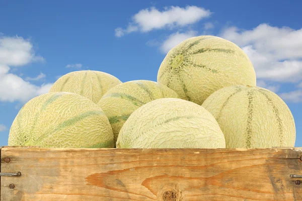 Cantaloupe-meloenen in een houten krat — Stockfoto