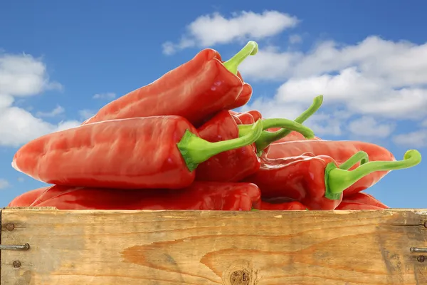 Bos van verse rode scherpsmakende pepers (paprika) in een houten krat — Stockfoto