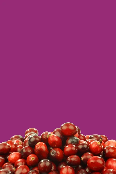 Fresh cranberries on a purple background — Stock Photo, Image