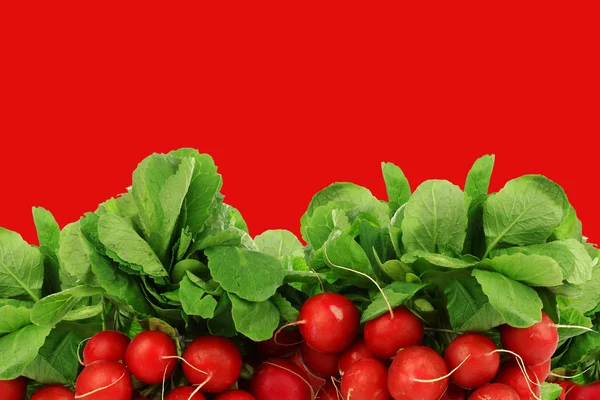 Bunch of fresh radishes — Stock Photo, Image