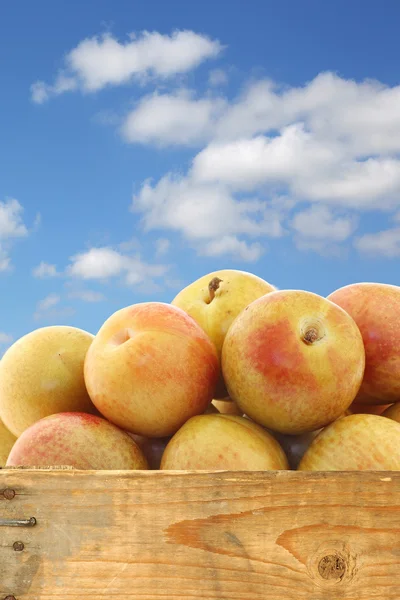 木製の箱で新鮮な pluots (サクラ個体 - armeniaca) — ストック写真