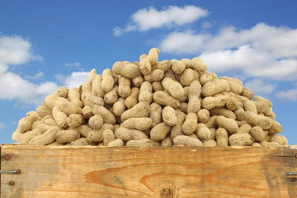 Bunch of roasted peanuts in a wooden box — Stock Photo, Image