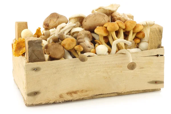 Frisch geerntete Pilze in einer Holzkiste gemischt — Stockfoto