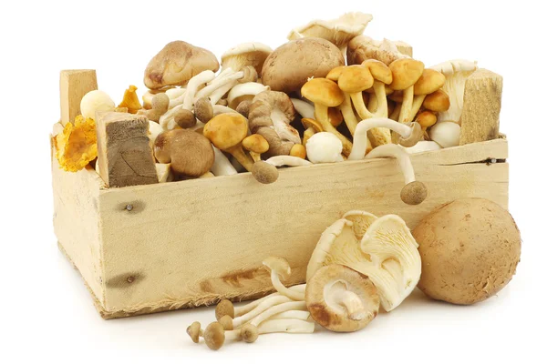 Mixed freshly harvested mushrooms in a wooden crate — Stock Photo, Image