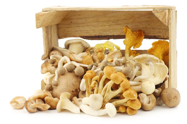 Mixed freshly harvested mushrooms in a wooden crate — Stock Photo, Image