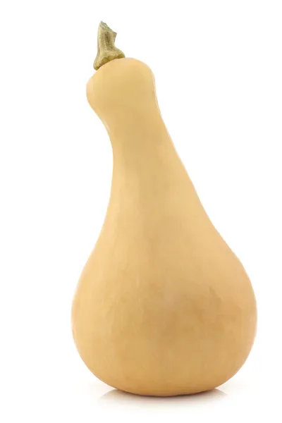 Bottle shaped butternut pumpkin — Stock Photo, Image