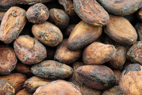 Latar belakang biji kakao kering — Stok Foto