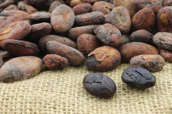 Torkade kakaobönor och några skalade dem — Stockfoto