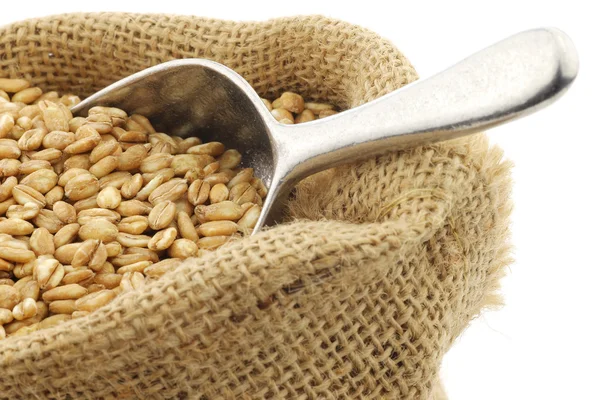Farro grano en una bolsa de arpillera — Foto de Stock